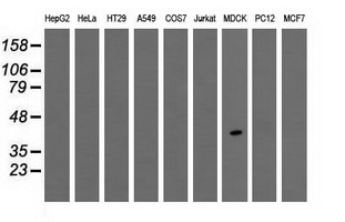 WB analysis of extracts (35 ug) from 9 different cell lines by using anti-TPMT monoclonal antibody.