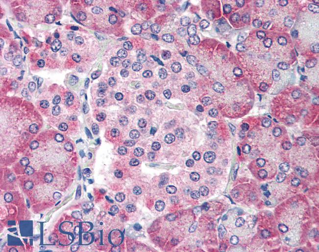 Anti-TM9SF4 antibody LS-A9853 IHC of human pancreas. Immunohistochemistry of formalin-fixed, paraffin-embedded tissue after heat-induced antigen retrieval.