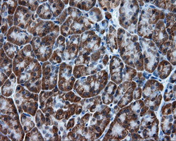 IHC of paraffin-embedded pancreas tissue using anti-TPMT mouse monoclonal antibody. (Dilution 1:50).