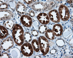 IHC of paraffin-embedded Kidney tissue using anti-TPMT mouse monoclonal antibody. (Dilution 1:50).