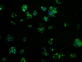 Immunofluorescent staining of HepG2 cells using anti-TPMT mouse monoclonal antibody.