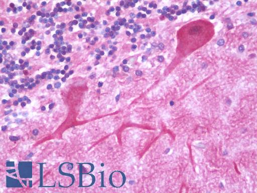 Anti-TMBIM1 antibody IHC staining of human brain, cerebellum. Immunohistochemistry of formalin-fixed, paraffin-embedded tissue after heat-induced antigen retrieval. Antibody LS-B9877 concentration 10 ug/ml.