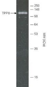 Detection of purified TPPII by Western blotting using BML-PW0690 at 1:1000 dilution.