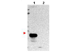 Anti-TMBIM1 Antibody - Western Blot. Western blot of protein A purified anti-TMBIM1 antibody shows detection of exogenous TMBIM1 in lysates from HeLa cells transfected with pcDNA3-hTMBIM1 (lane 1). No staining is observed in lysates from mock transformed HeLa cells (lane 2). To date this antibody has shown the ability to recognize overexpressed TMBIM1 but not endogenous protein. The membrane was probed with the primary antibody at a 1:1000 dilution at 4C, overnight. Personal Communication from Srinivasa Srinivasula, CCR-NCI, Bethesda, MD.