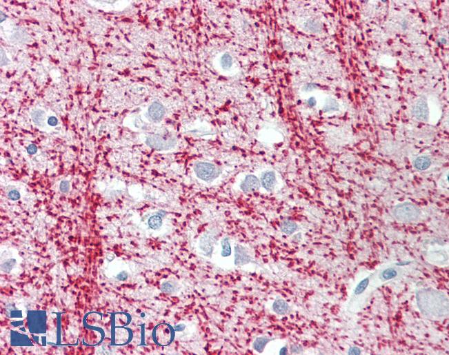Anti-TPPP antibody IHC staining of human brain, cortex. Immunohistochemistry of formalin-fixed, paraffin-embedded tissue after heat-induced antigen retrieval.