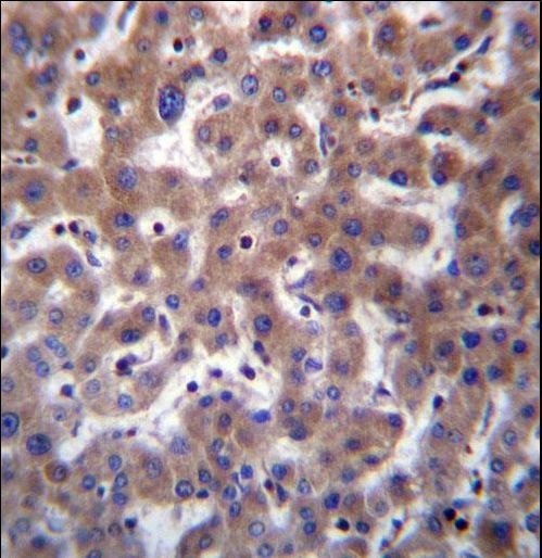 TMBIM1 Antibody immunohistochemistry of formalin-fixed and paraffin-embedded human liver tissue followed by peroxidase-conjugated secondary antibody and DAB staining.