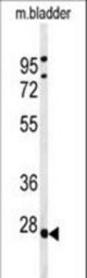 Western blot of TPRGL Antibody in mouse bladder tissue lysates (35 ug/lane). TPRGL (arrow) was detected using the purified antibody.