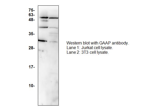 Western blot of TMBIM4 antibody LS-X234971.