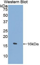 Western blot of recombinant TPSD1.