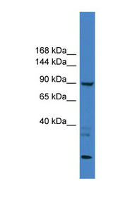 TLR4 antibody LS-C116987 Western blot of HepG2 cell lysate.