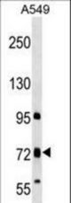 TMC4 Antibody western blot of A549 cell line lysates (35 ug/lane). The TMC4 antibody detected the TMC4 protein (arrow).