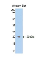 Western blot of recombinant TRA2B / SFRS10.