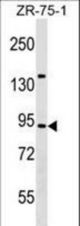 TRAF3IP1 Antibody western blot of ZR-75-1 cell line lysates (35 ug/lane). The TRAF3IP1 antibody detected the TRAF3IP1 protein (arrow).