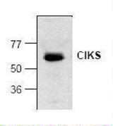 Western blot of CIKS / ACT1 antibody LS-C48309.
