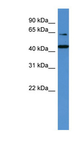 TRAF3IP2 / ACT1 antibody LS-C135292 Western blot of HeLa lysate.