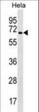 TRAF3IP2 Antibody western blot of HeLa cell line lysates (35 ug/lane). The TRAF3IP2 antibody detected the TRAF3IP2 protein (arrow).