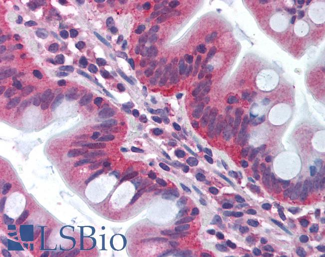 Anti-TRAF3IP2 / ACT1 antibody IHC of human small intestine. Immunohistochemistry of formalin-fixed, paraffin-embedded tissue after heat-induced antigen retrieval. Antibody LS-B1429 concentration 1 ug/ml.
