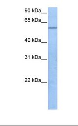 721_B cell lysate. Antibody concentration: 1.0 ug/ml. Gel concentration: 12%.