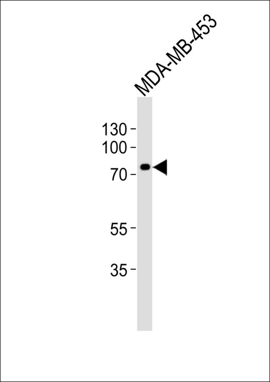 Western blot of lysate from MDA-MB-453 cell line, using TRAF3IP3 Antibody. Antibody was diluted at 1:1000. A goat anti-rabbit IgG H&L (HRP) at 1:10000 dilution was used as the secondary antibody. Lysate at 20ug.