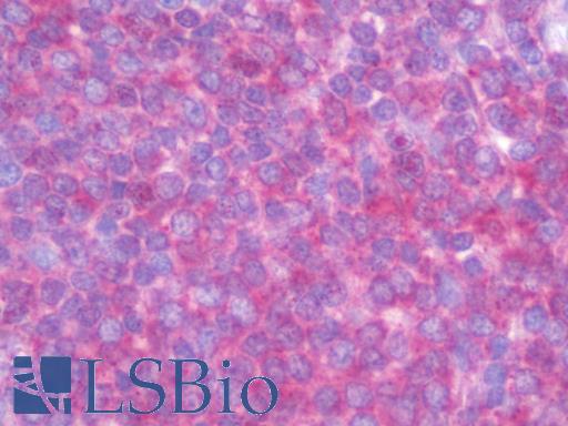 Anti-TRAF3IP3 antibody IHC staining of human spleen. Immunohistochemistry of formalin-fixed, paraffin-embedded tissue after heat-induced antigen retrieval. Antibody LS-B9676 concentration 10 ug/ml.