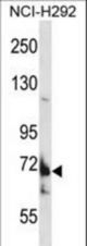 TMC8 Antibody western blot of NCI-H292 cell line lysates (35 ug/lane). The TMC8 antibody detected the TMC8 protein (arrow).
