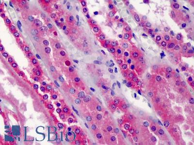Anti-TRAF5 antibody IHC of human kidney. Immunohistochemistry of formalin-fixed, paraffin-embedded tissue after heat-induced antigen retrieval. Antibody LS-B2088 concentration 10 ug/ml.