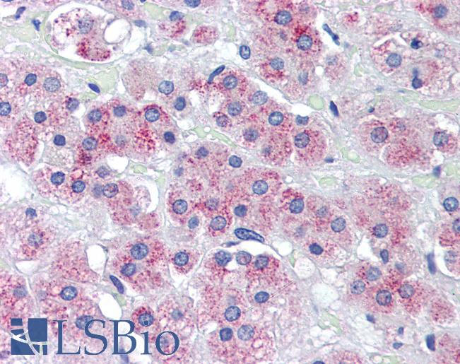 Anti-TRAF6 antibody IHC staining of human adrenal. Immunohistochemistry of formalin-fixed, paraffin-embedded tissue after heat-induced antigen retrieval. Antibody LS-B3379 dilution 1:50.