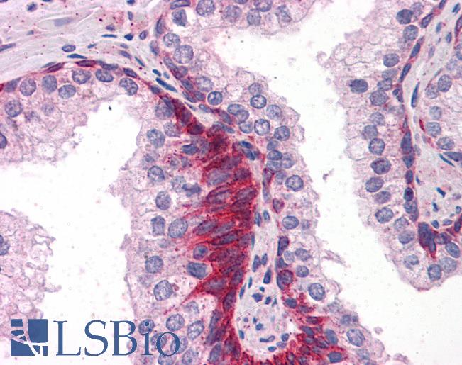 Anti-TRAF6 antibody IHC of human prostate. Immunohistochemistry of formalin-fixed, paraffin-embedded tissue after heat-induced antigen retrieval. Antibody LS-B4867 concentration 10 ug/ml.