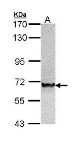 Sample (30 ug of whole cell lysate). A: Hep G2. 7.5% SDS PAGE. TRAF6 antibody diluted at 1:1000.