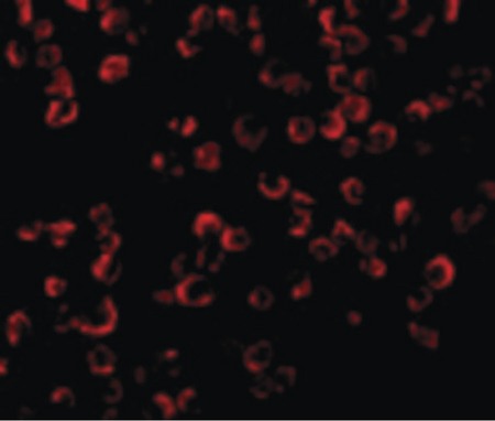 Immunofluorescence of TRAF6 in K562 cells with TRAF6 antibody at 20 ug/ml.