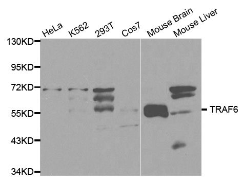 Western blot analysis of extracts of various cell lines, using TRAF6 antibody.