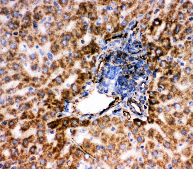 TRAF6 antibody. IHC(F): Rat Liver Tissue.