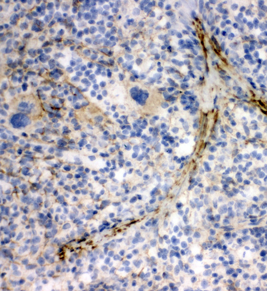 TRAF6 antibody. IHC(F): Rat Spleen Tissue.