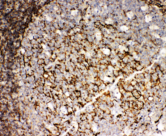TRAF6 antibody. IHC(P): Human Tonsil Tissue.