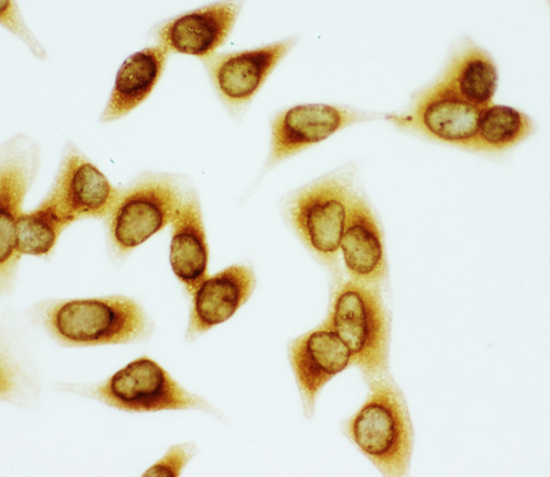 TRAF6 antibody. ICC: HELA Cell.