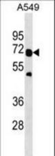 TRAF6 Antibody western blot of A549 cell line lysates (35 ug/lane). The TRAF6 antibody detected the TRAF6 protein (arrow).