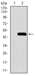 Western blot using TRAFD1 monoclonal antibody against HEK293 (1) and TRAFD1 (AA: 401-582)-hIgGFc transfected HEK293 (2) cell lysate.