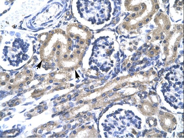 TRAFD1 antibody LS-C29773 was used in IHC to stain formalin-fixed, paraffin-embedded human kidney.