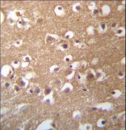 TMCC3 Antibody immunohistochemistry of formalin-fixed and paraffin-embedded human brain tissue followed by peroxidase-conjugated secondary antibody and DAB staining.