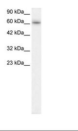 Raji Cell Lysate