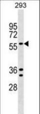 TRAFD1 Antibody western blot of 293 cell line lysates (35 ug/lane). The TRAFD1 antibody detected the TRAFD1 protein (arrow).