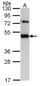 Sample (30 ug of whole cell lysate). A: H1299. 10% SDS PAGE. TRAM1 antibody diluted at 1:1000.