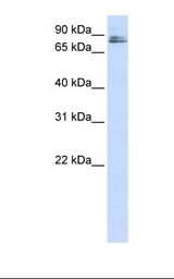 Hela cell lysate. Antibody concentration: 1.0 ug/ml. Gel concentration: 12%.
