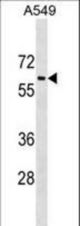 TRAM1L1 Antibody western blot of A549 cell line lysates (35 ug/lane). The TRAM1L1 antibody detected the TRAM1L1 protein (arrow).