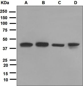 Western blot analysis on (A) HepG2, (B) PC-3, (C) MCF-7, and (D) BxPC-3 cell lysates using anti-TRAM2 antibody.