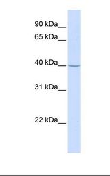 Placenta lysate. Antibody concentration: 1.0 ug/ml. Gel concentration: 12%.