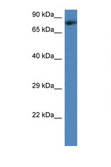 TMCO3 antibody LS-C145271 Western blot of Mouse Heart lysate. Antibody concentration 1 ug/ml.