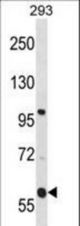 TMCO4 Antibody western blot of 293 cell line lysates (35 ug/lane). The TMCO4 antibody detected the TMCO4 protein (arrow).