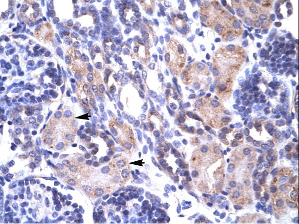 TRAP1 antibody LS-C31383 was used in IHC to stain formalin-fixed, paraffin-embedded human kidney.