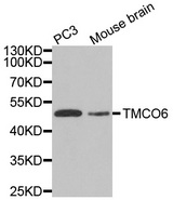 Western blot analysis of extracts of various cell lines, using TMCO6 antibody.